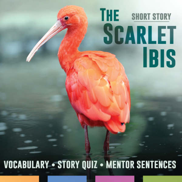 Ibis Flash Card.pdf The Scarlet Ibis Activities, Mentor Sentences, Slide Deck, Vocabulary ...